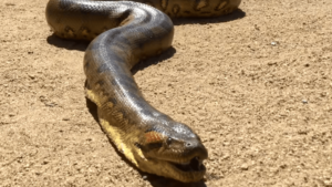 Preguntas sobre Anacondas