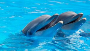 Preguntas sobre Delfines