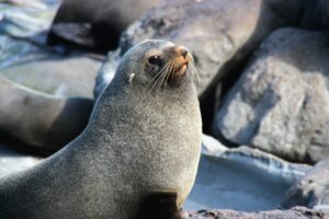 Preguntas Sobre el León Marino