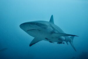 10 Preguntas Sobre Tiburones