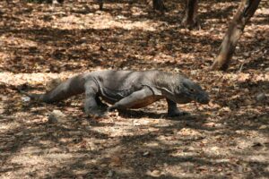 Preguntas Sobre el Dragón de Komodo